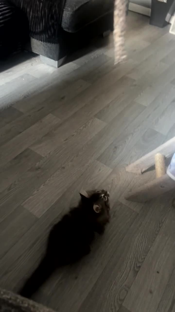 Mixed Breed cats for sale: last beautiful fluffy tabby kitten left - Video 1