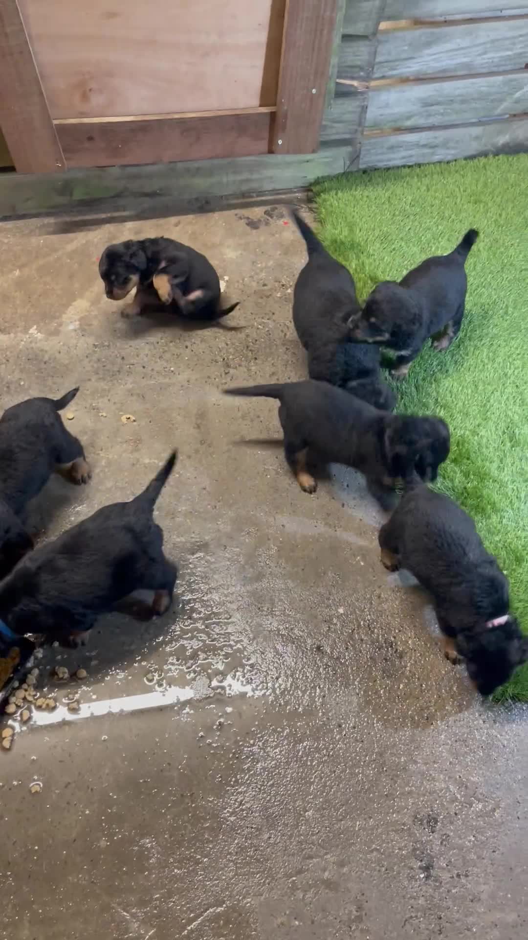 Rottweiler dogs for sale: Rotty/rottweiler puppies - Video 1