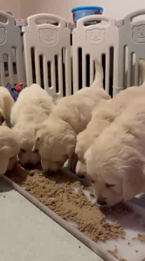 Golden Retriever dogs for sale: Golden Retrievers, Stunning Litter , Certificates  - Video 1