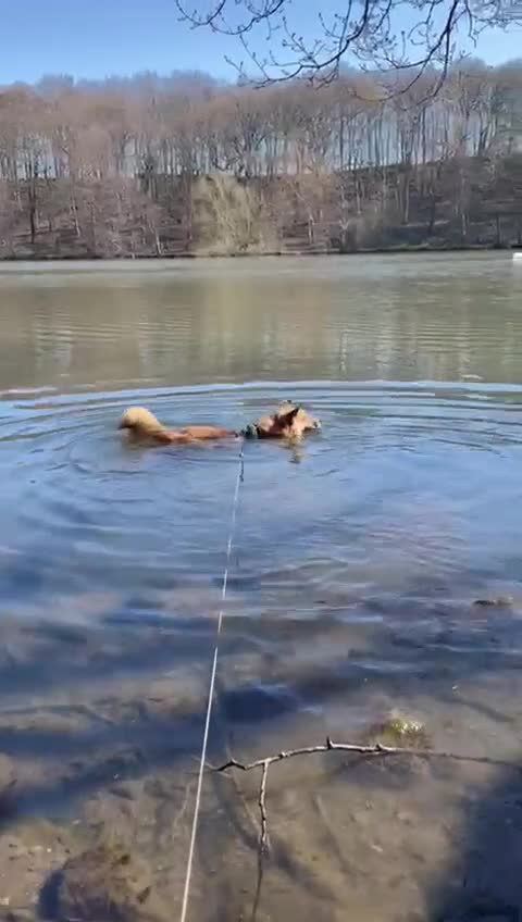 Mixed Breed dogs for adoption: 🐶💙 RYZHIK 💙🐶 - Video 3