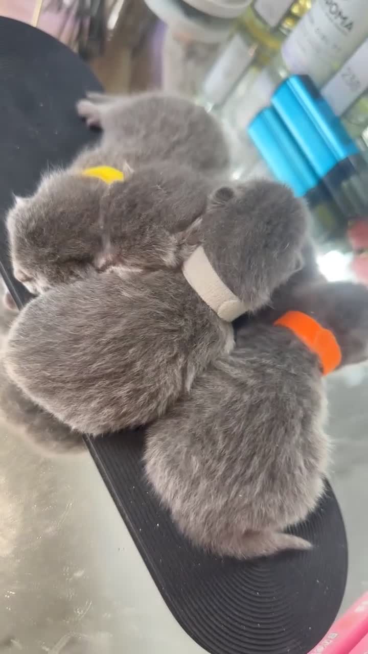 British Shorthair cats for sale: MOST ADORABLE BRITISH SHORTHAIR FOR SALE - Video 2