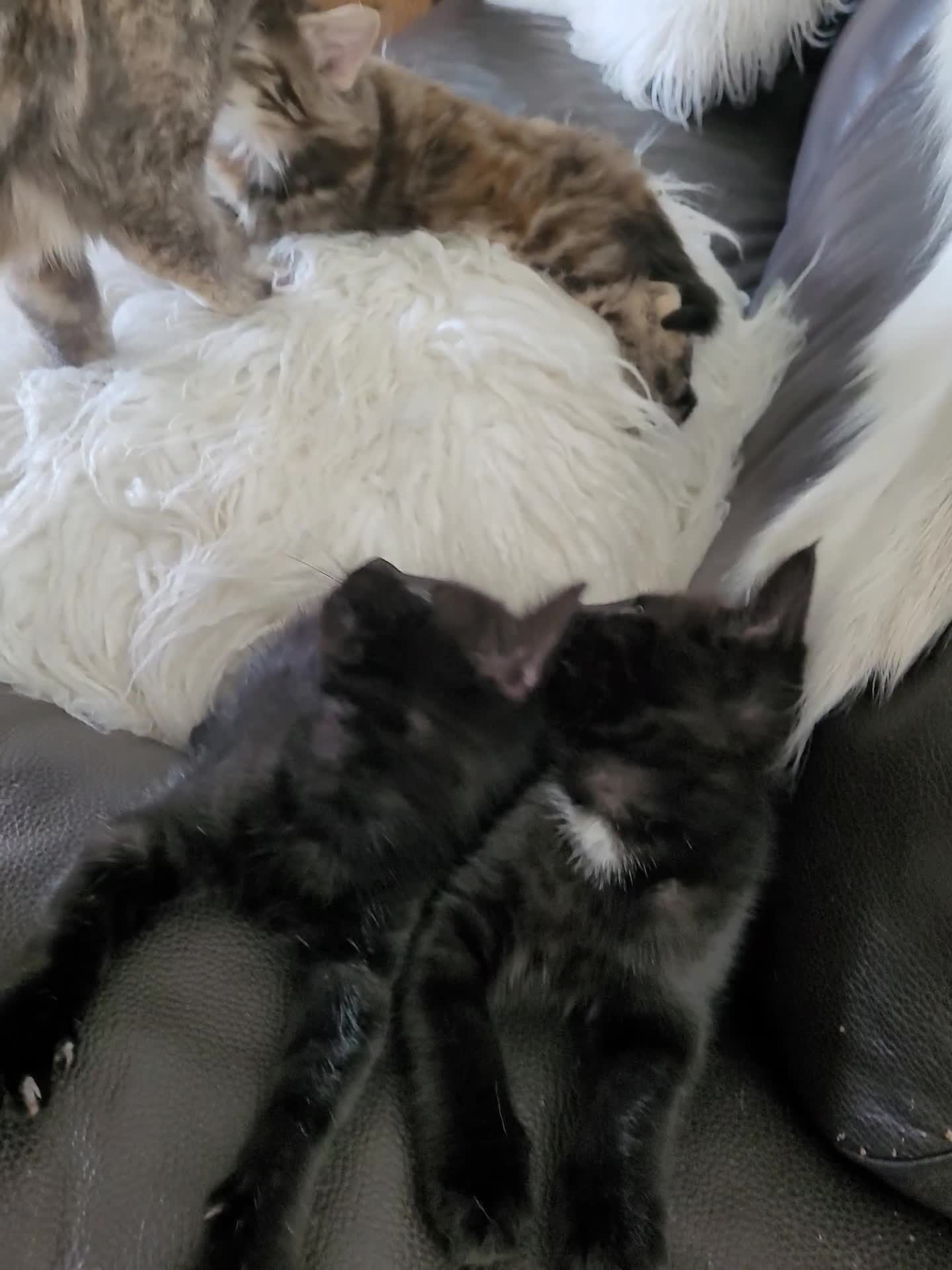 Domestic Shorthair cats for sale: Two black kittens  - Video 1