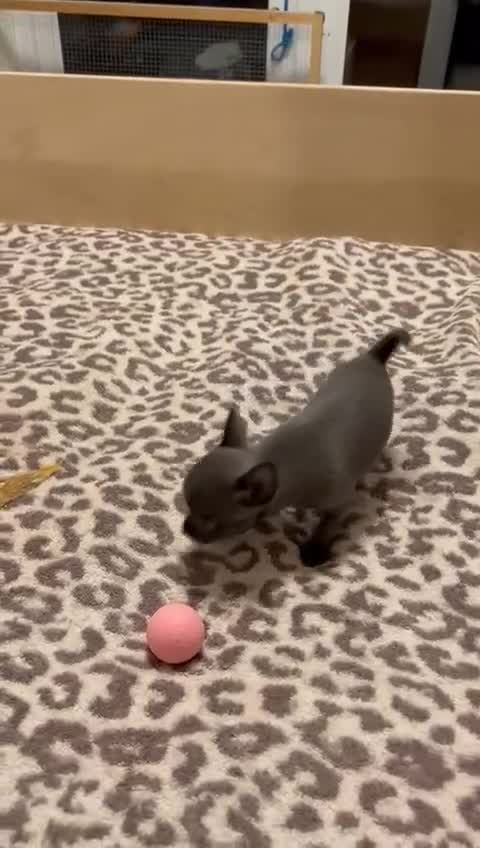 Chihuahua dogs for sale: KC Reg short-hair Chihuahua apple-headed puppies - Video 3