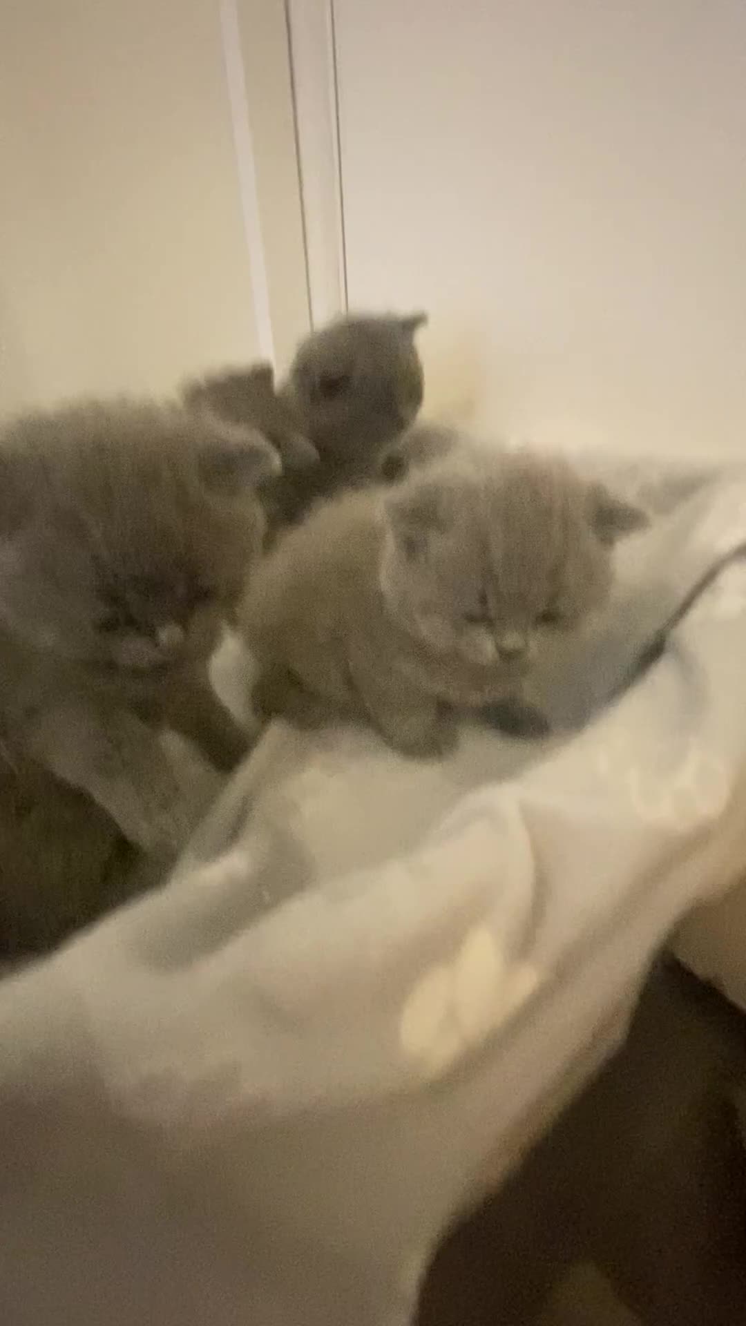 British Shorthair cats for sale: British shorthaired kittens  - Video 1