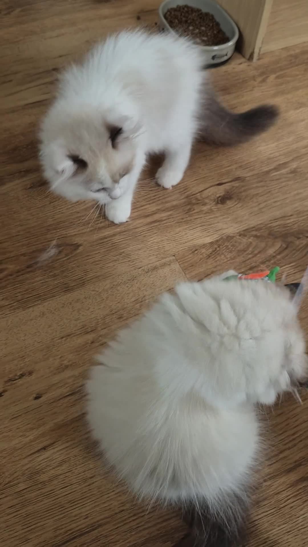 Ragdoll cats for sale: Ragdoll Kittens TICA Registered - Video 3