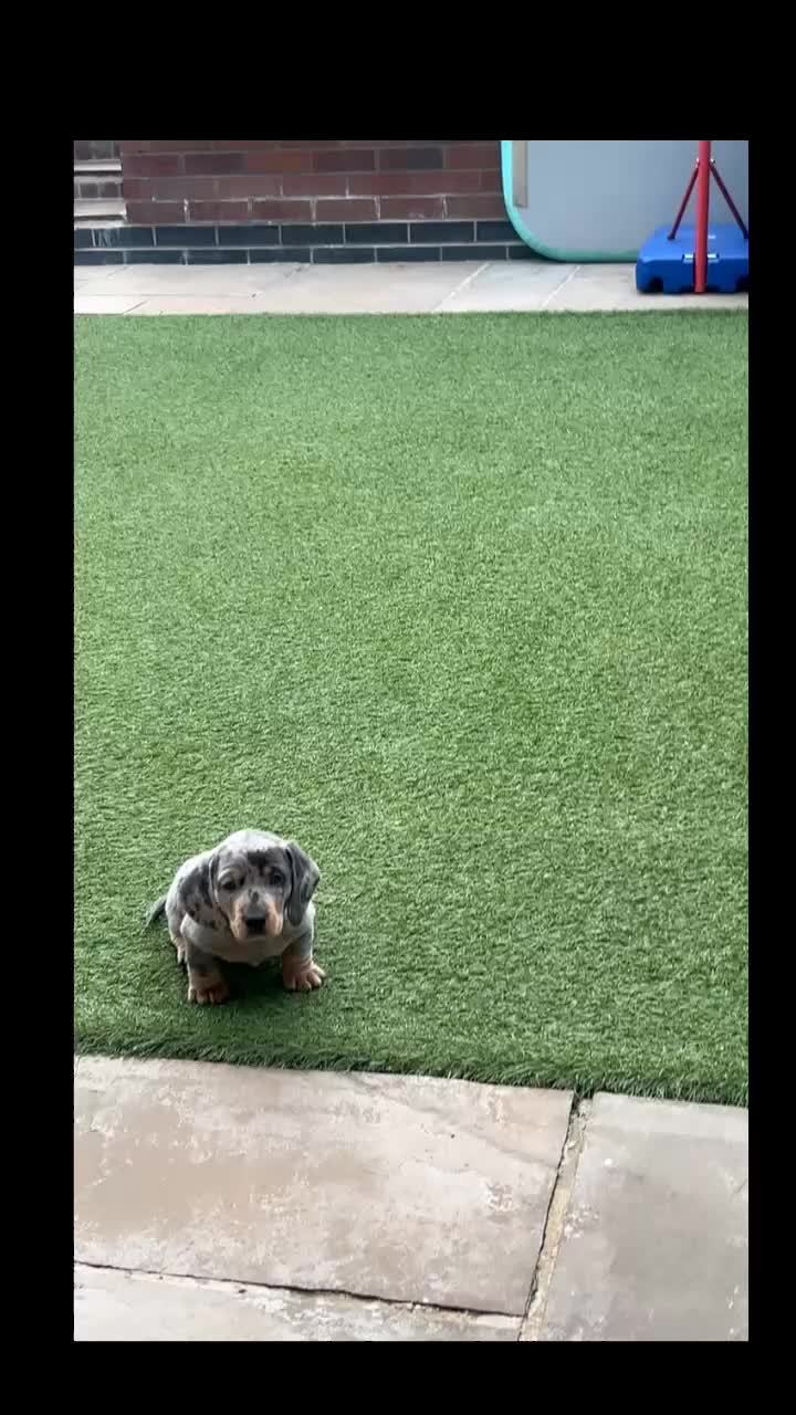 Miniature Dachshund dogs for sale: Miniature dachshund puppy - Video 1