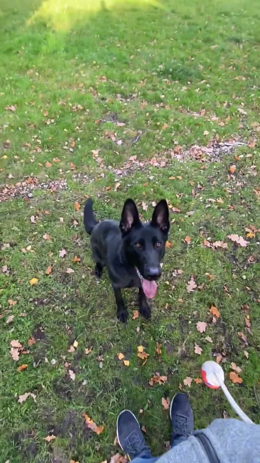 German Shepherd dogs for sale: Well trained German Shepherd - Video 2