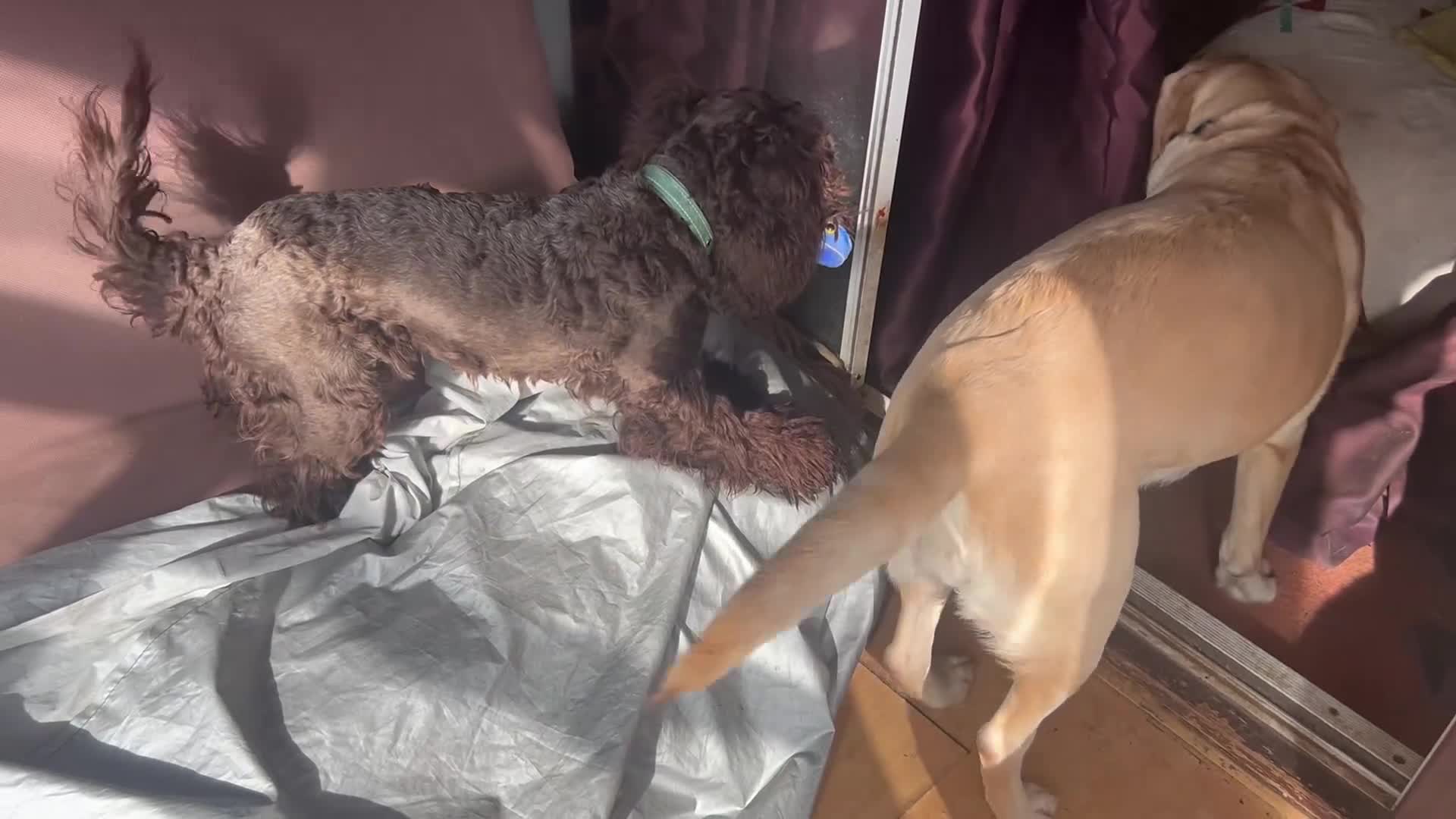 Cockapoo dogs for sale: Cockapoo pup (boy) – Loving Family Dog - Video 4