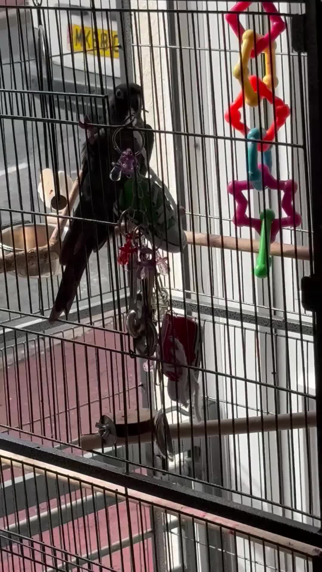 Conures birds for sale: Conure  - Video 1