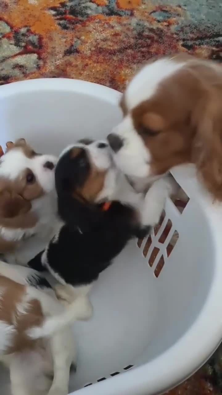 Cavalier King Charles Spaniel dogs for sale: Available Cavalier king Charles Spaniel  in Bristol - Video 2