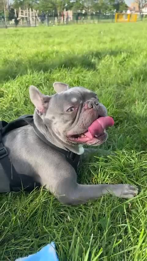 French Bulldog dogs for stud: 🔥 Stunning KC Registered Blue French Bulldog  in Wembley - Video 1