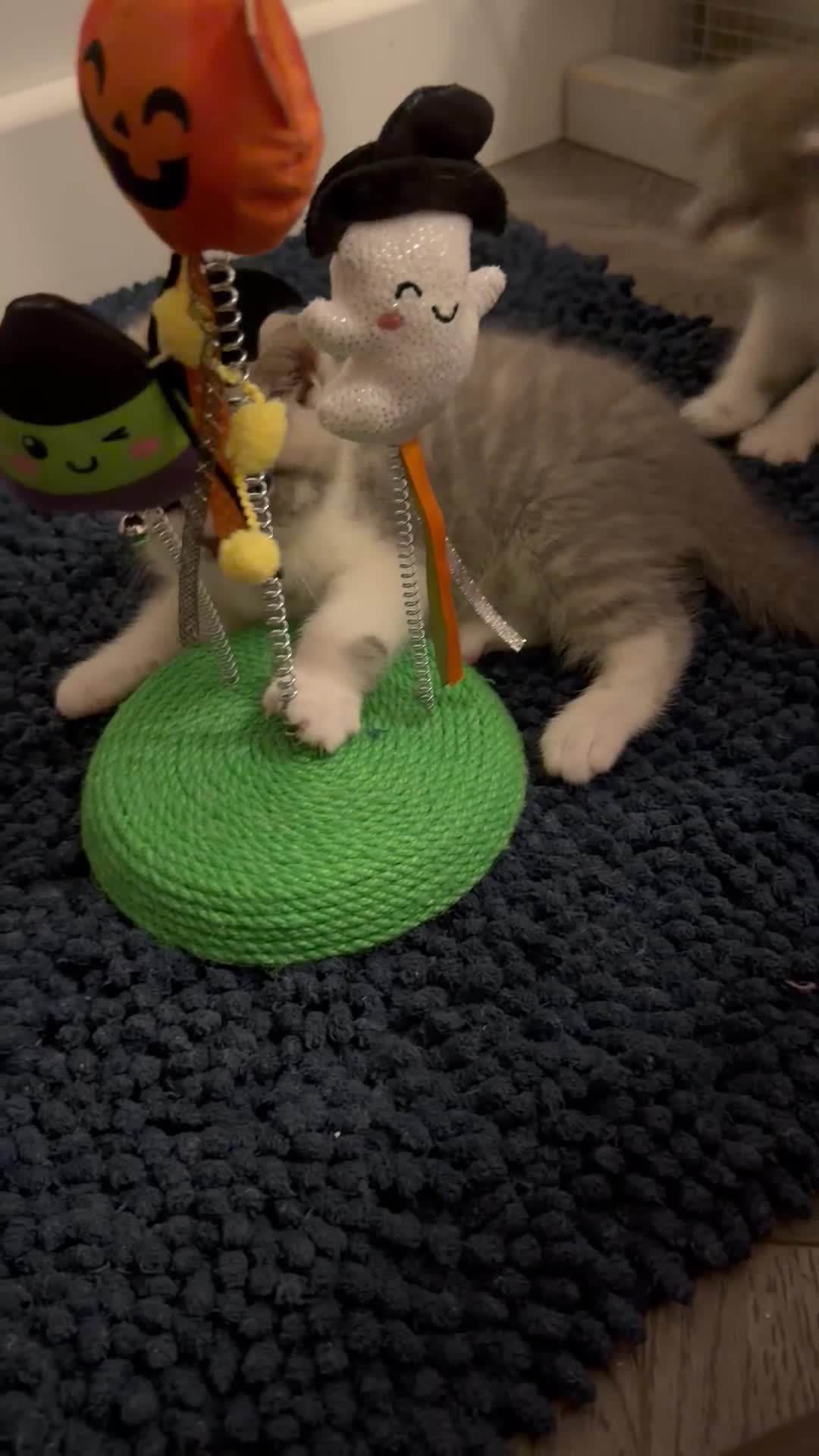 British Shorthair cats for sale: BSH kittens 💝 5 🌟🌟🌟🌟🌟 - Video 4