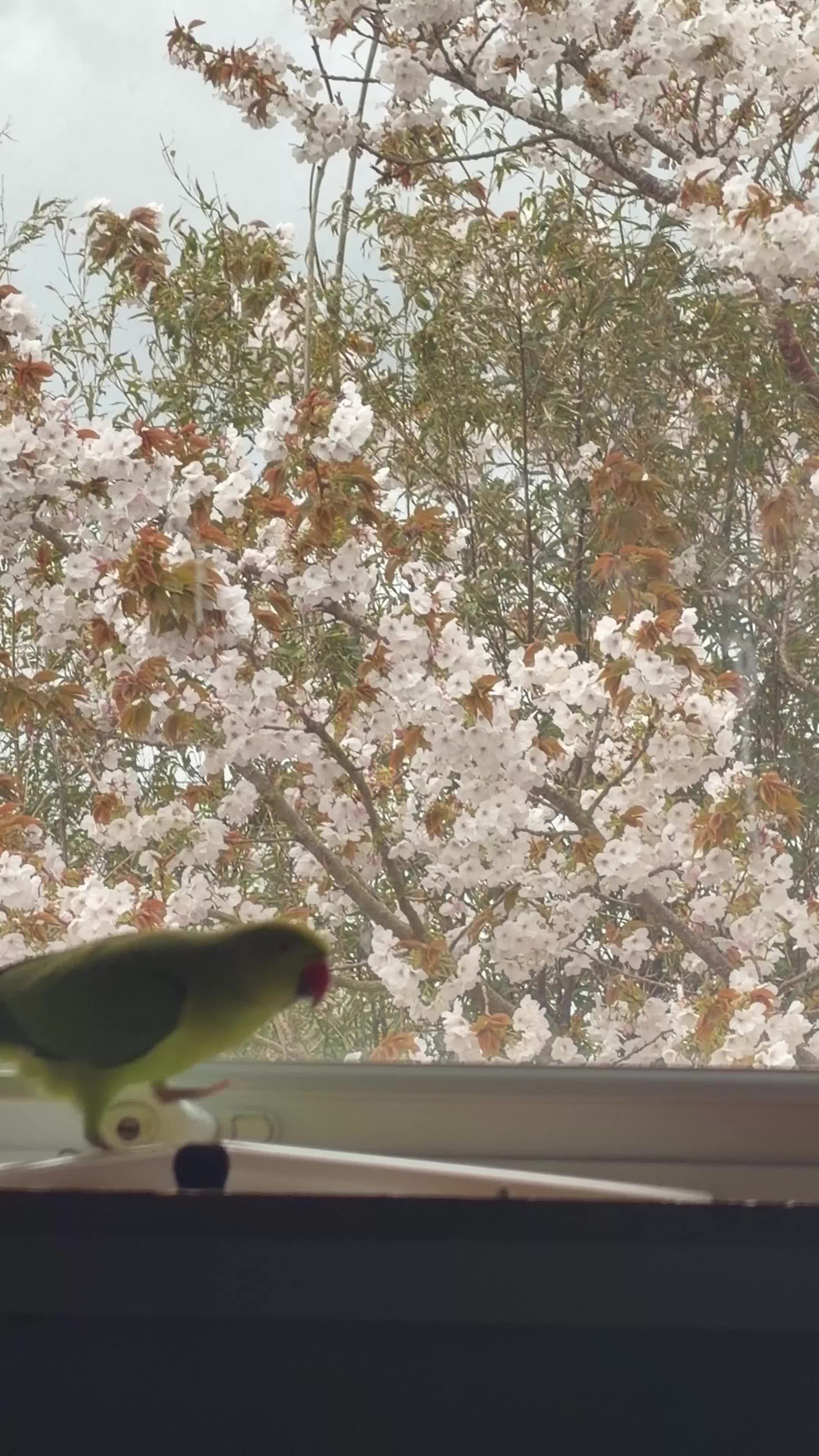Ringnecks birds for sale: Rio - RingNeck talking parrot  in Pembroke Dock - Video 3