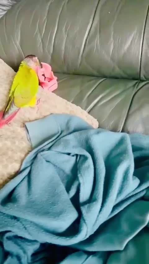 Conures birds for sale: Green cheek conure very entertaining - Video 1