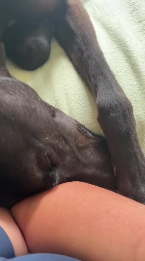 Greyhound dogs for adoption: Oliver - Video 1
