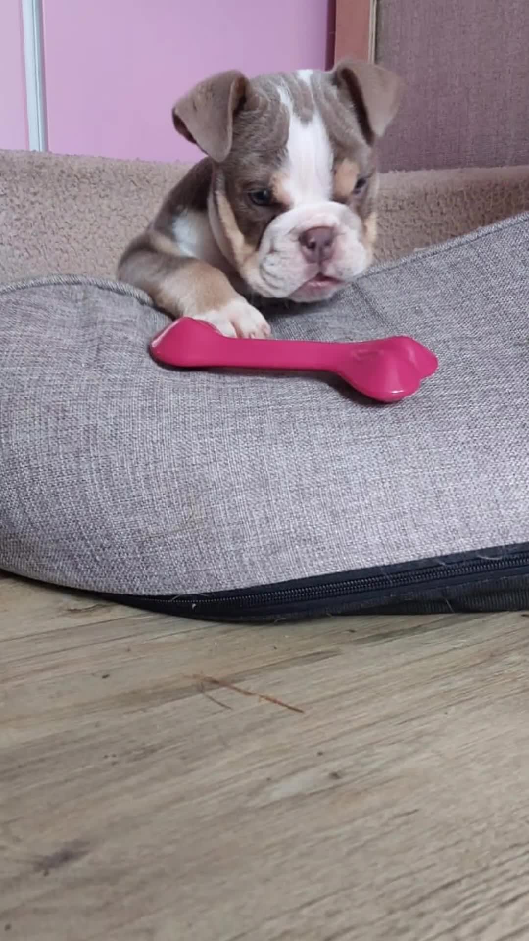 English Bulldog dogs for sale: English bulldog - Video 1