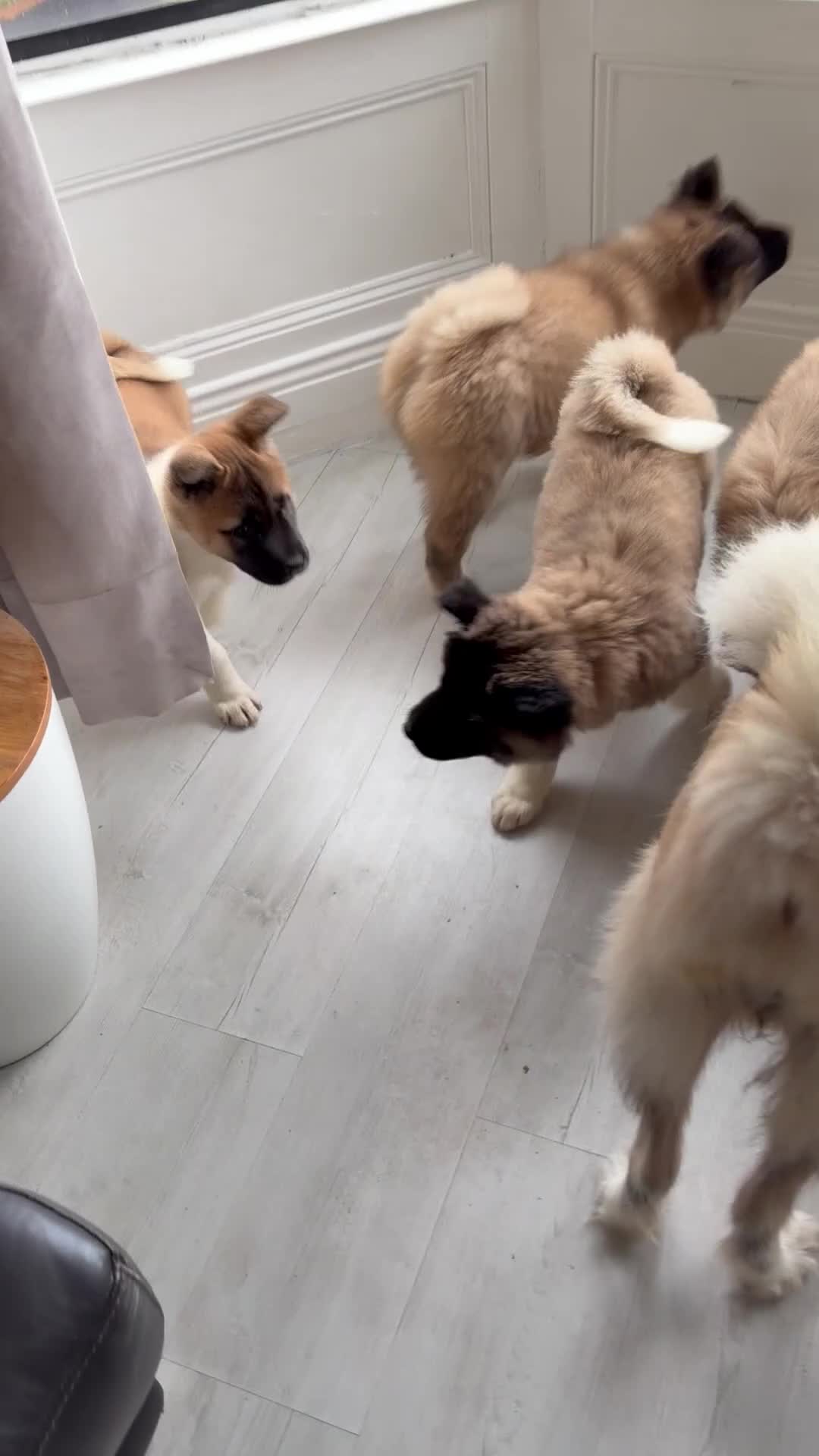 Akita dogs for sale: America Akita puppys - Video 1