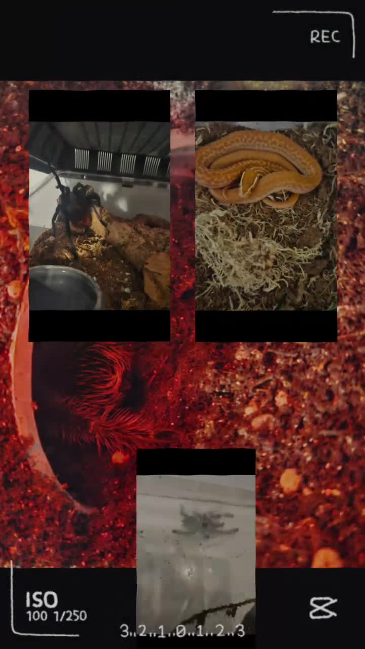 Python Snake reptiles for sale: 8 month old female Lesser Leopard ball python  - Video 2