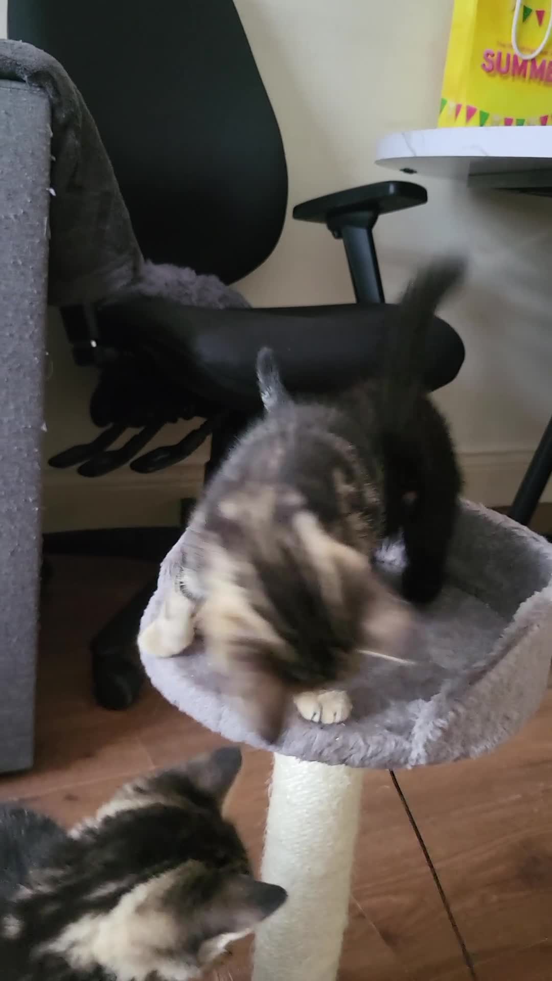 Mixed Breed cats for sale: Cute playful 5 kittens - Video 1