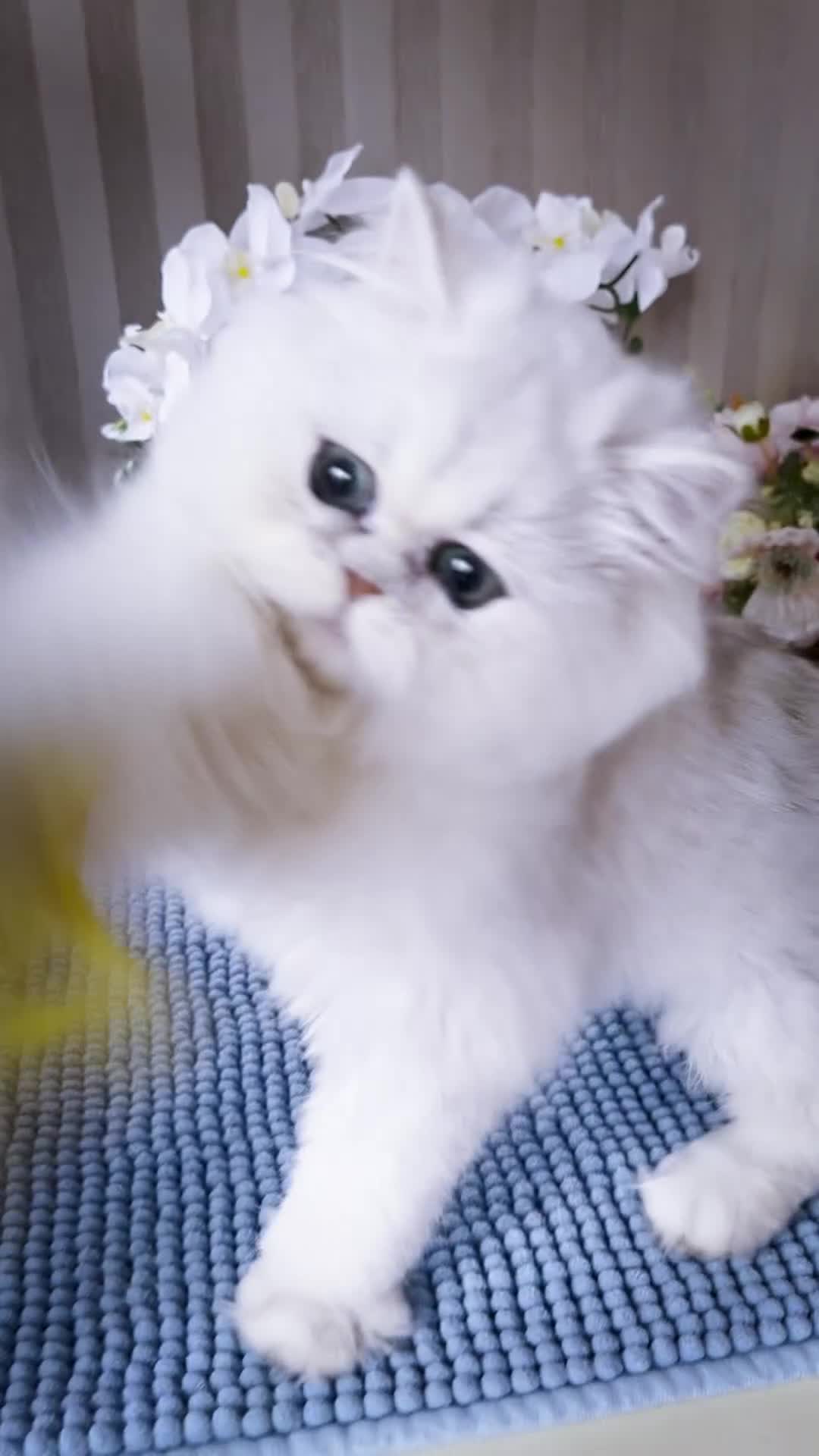 Persian cats for sale: Beautiful Chinchilla Persian Kittens*** - Video 1