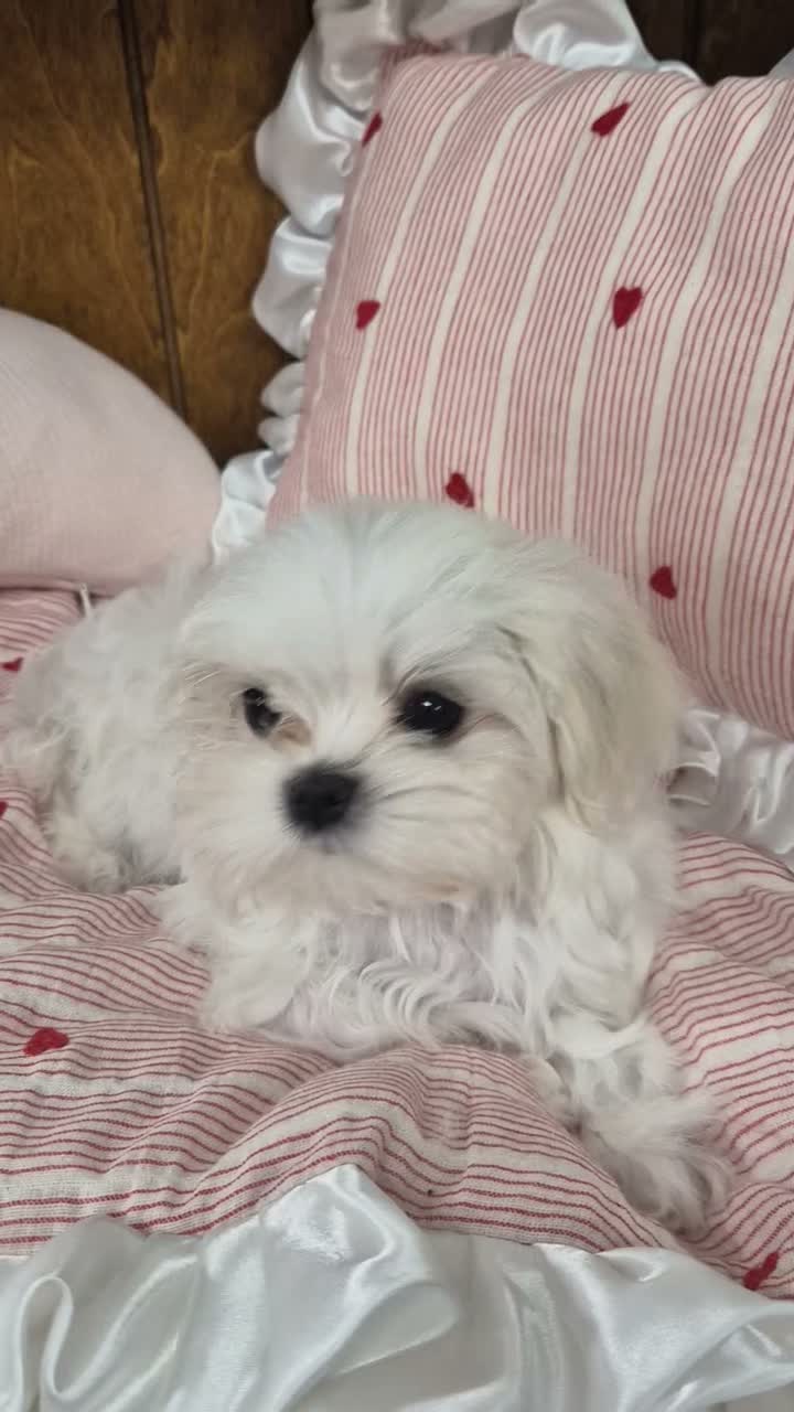 Maltese dogs for sale: 100% Pure‑bred Korean‑line Micro Maltese Puppies - Video 2
