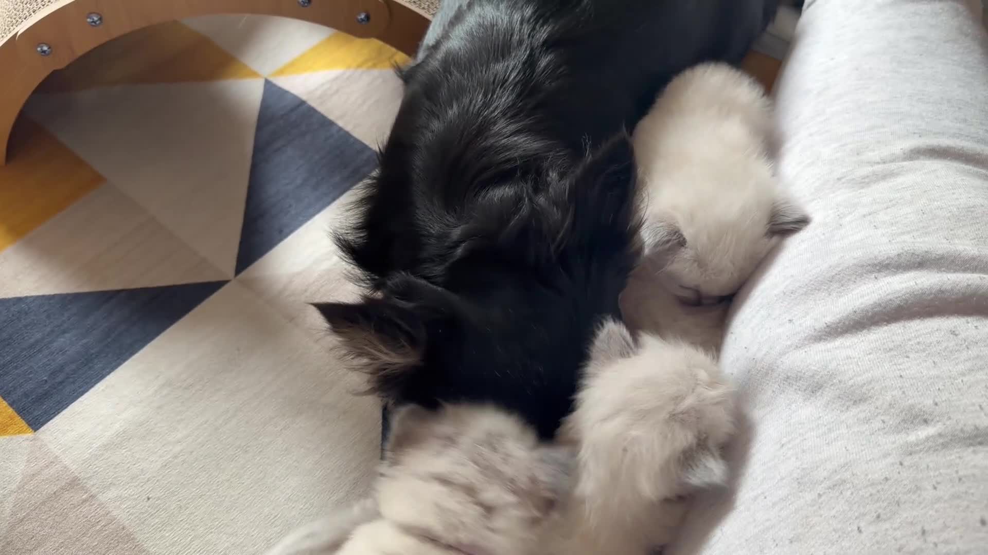 Ragdoll cats for sale: Beautiful Ragdoll 5 kittens  in Cwmbran - Video 3