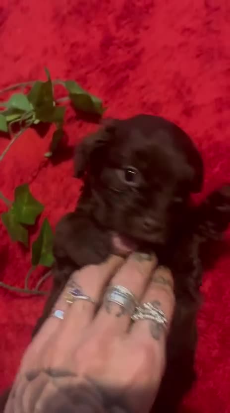 Cockapoo dogs for sale: Beautiful cockapoo puppies  - Video 2