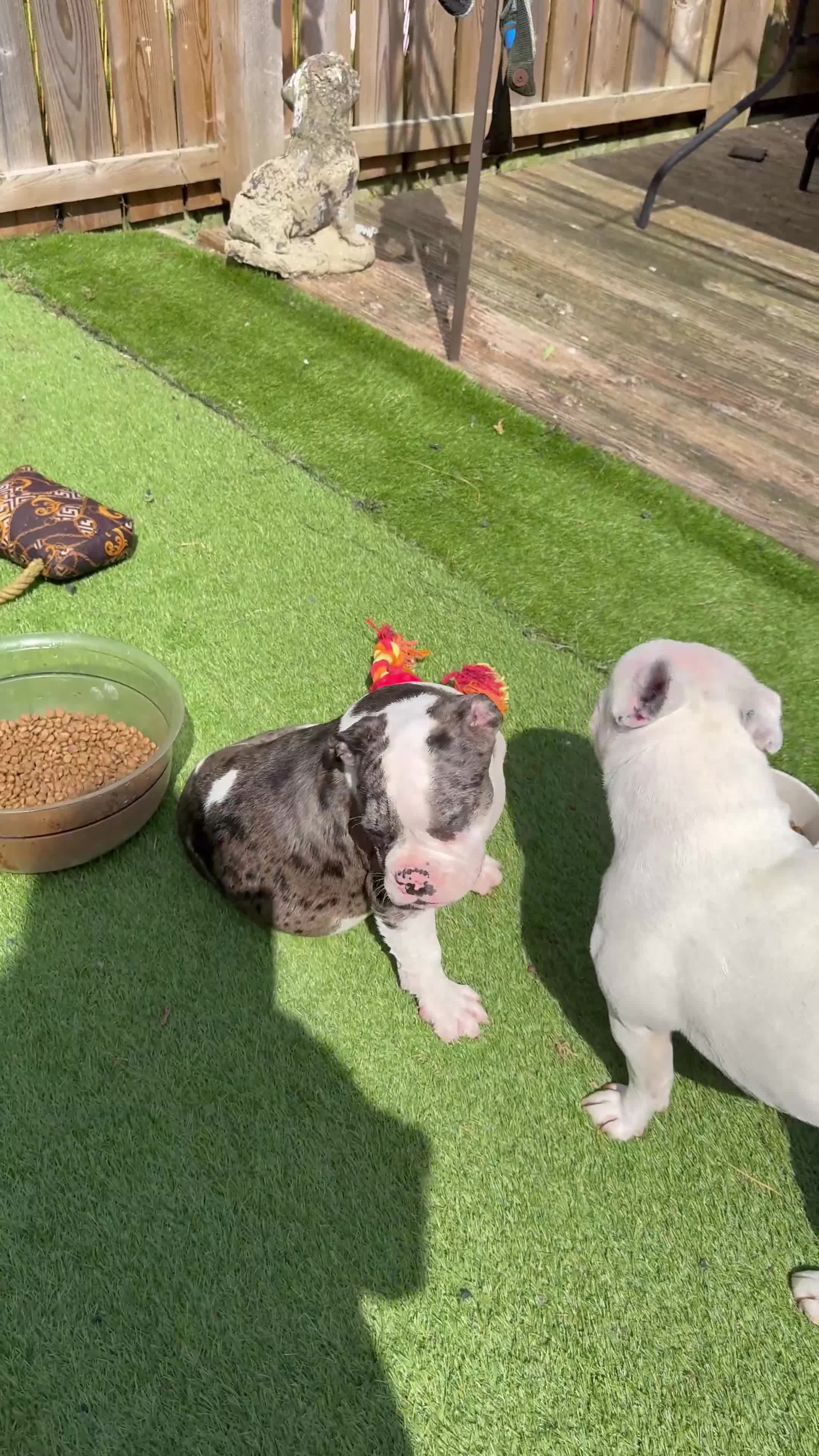 Old Tyme Bulldog dogs for sale: Merl old Tyme bulldog  - Video 1