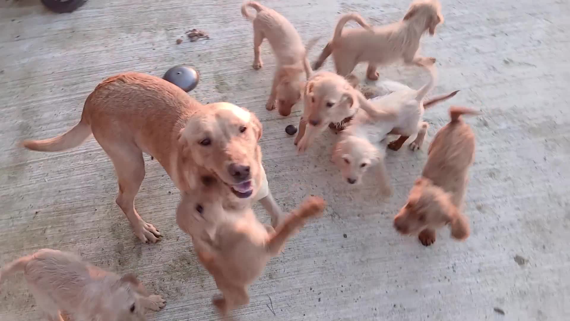 Labradoodle dogs for sale: Labradoodle pups for sale - Video 1