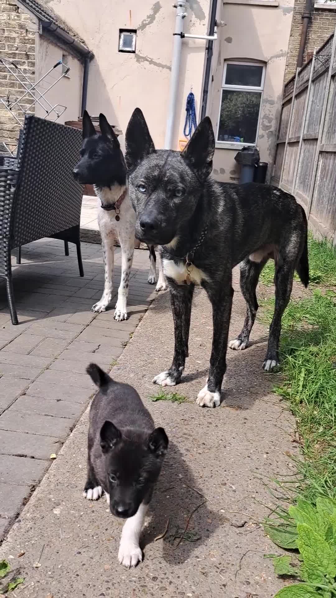 Huskita dogs for sale: Adorable akita x husky puppies for sale in Chatham - Video 2