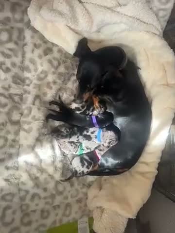 Miniature Dachshund dogs for sale: Miniature dachshund - Video 1
