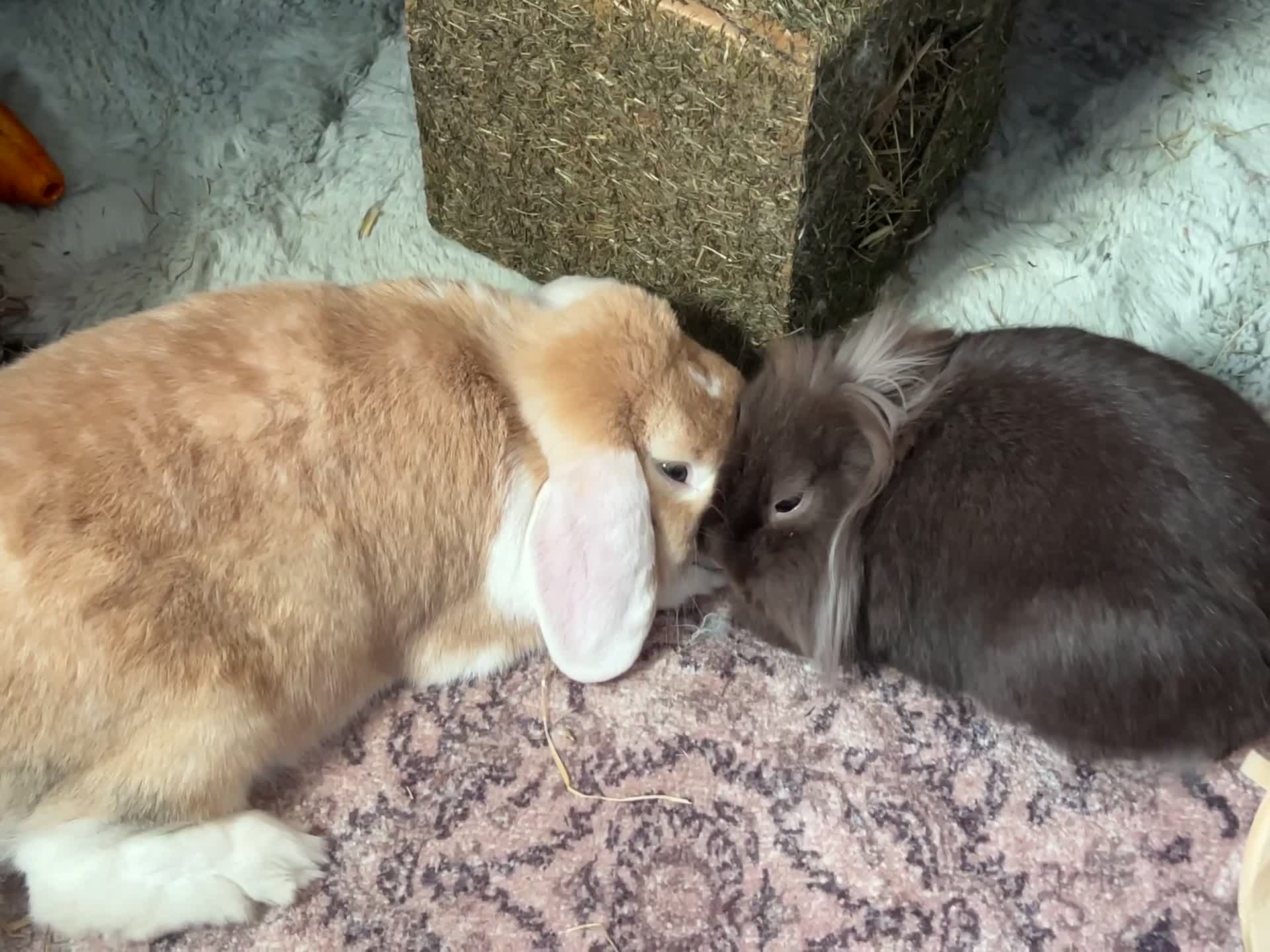 Mixed Breed rabbits for sale: Bonded male and female rabbits for forever home - Video 2