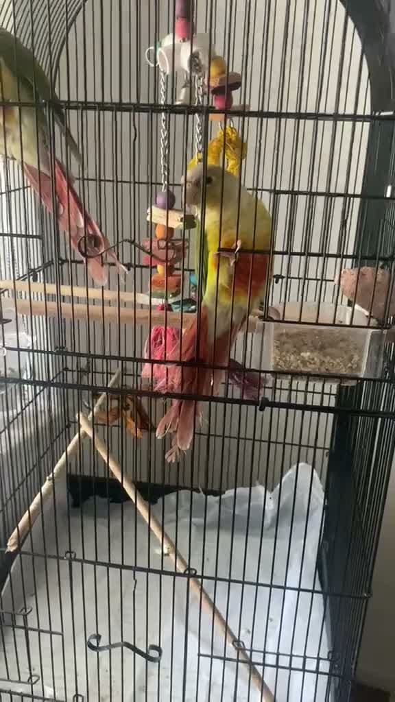 Conures birds for sale: Beautiful Bonded Conure Pair Looking for a Home  in Cardiff - Video 2