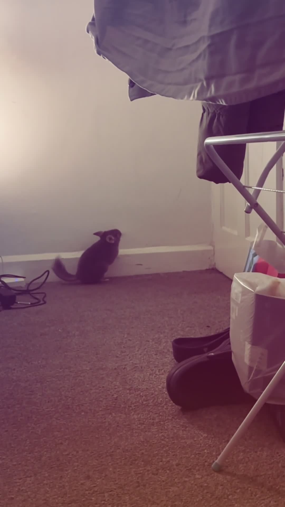 Chinchilla rodents for sale: 2 female chinchillas for sale  in Neath - Video 2