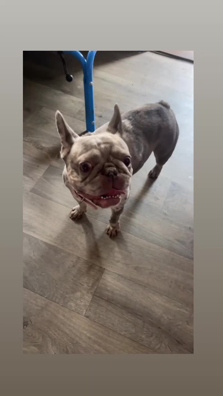 French Bulldog dogs for sale: 1 year old Merle French bulldog female - Video 1