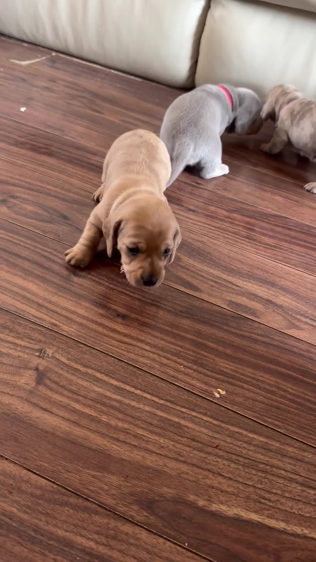 Miniature Dachshund dogs for sale: Miniature dachshunds looking for a forever home - Video 1