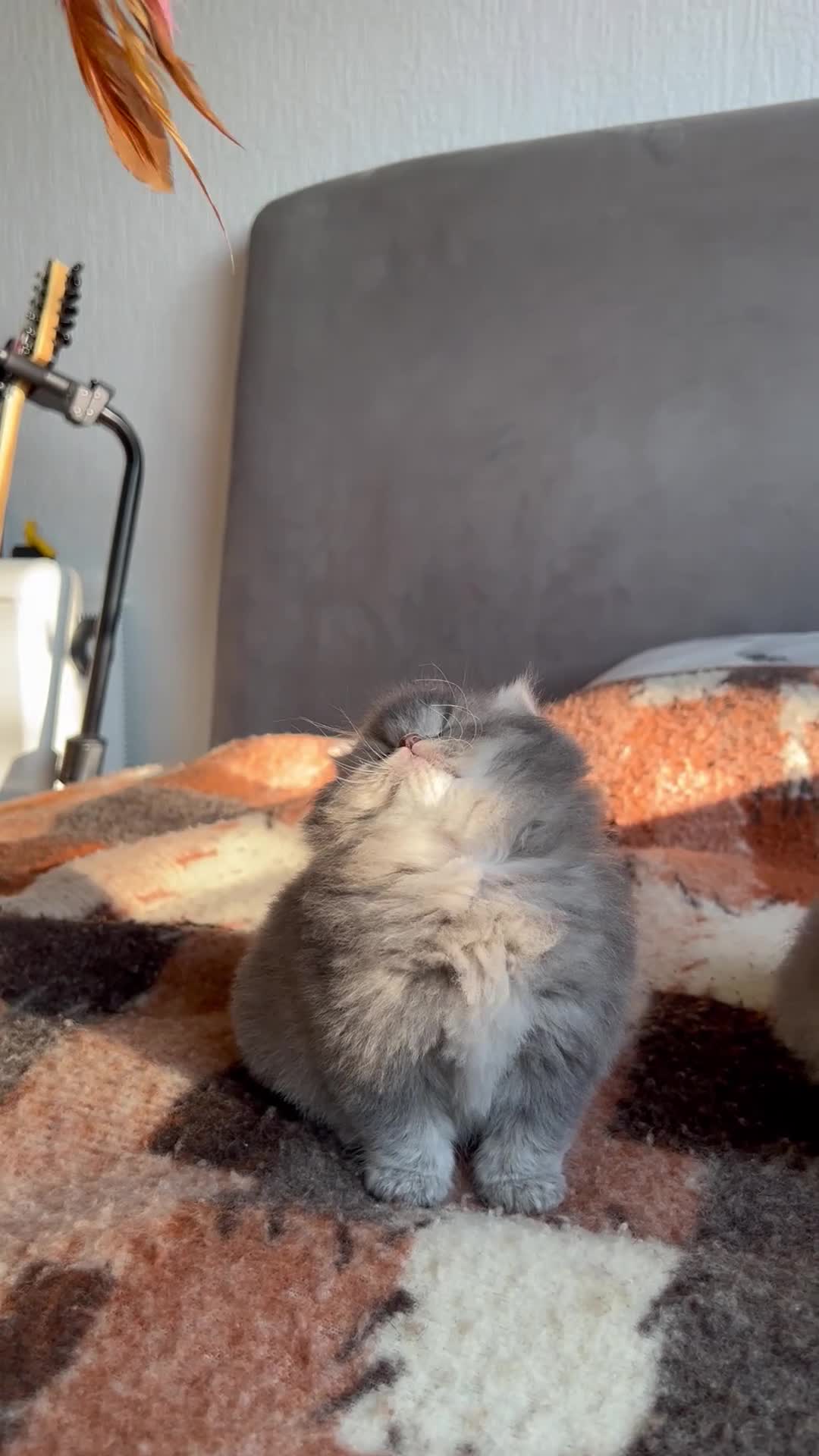 British Longhair cats for sale: GCCF & TICA Registered BLH Kittens - Video 2