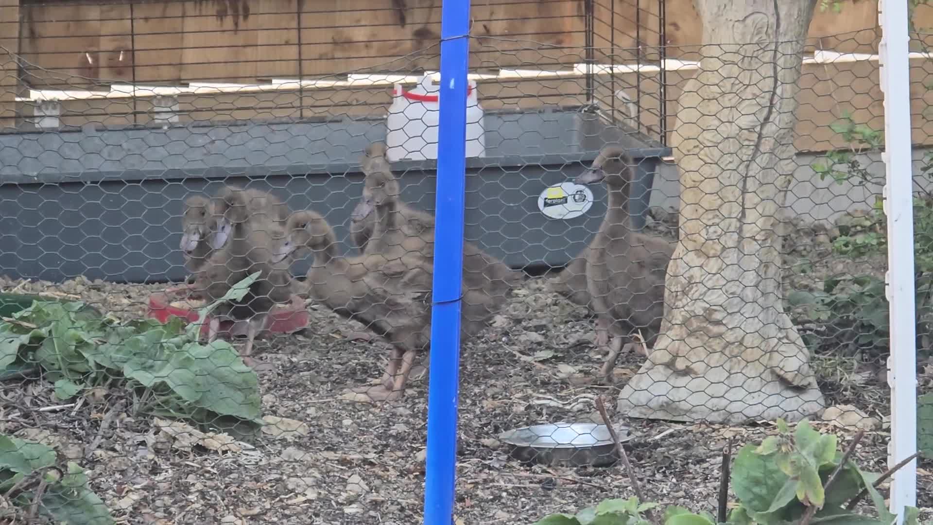 Ducks poultry for sale: Khaki campbell  - Video 3