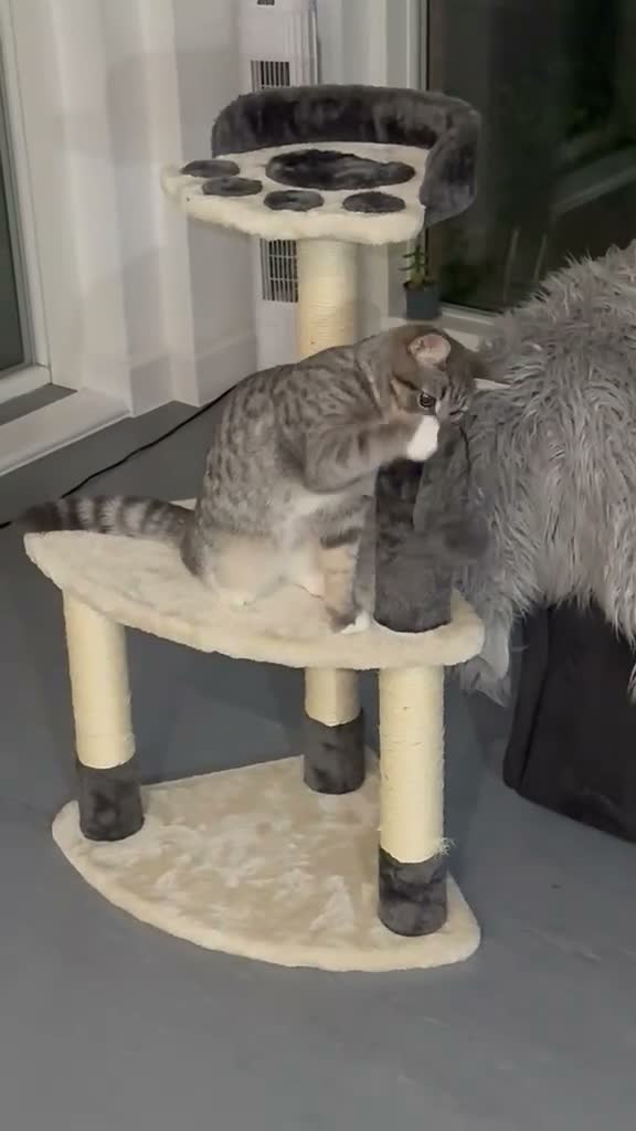 British Shorthair cats for sale:  Finding a Loving Forever Home for Cosmo - Video 1