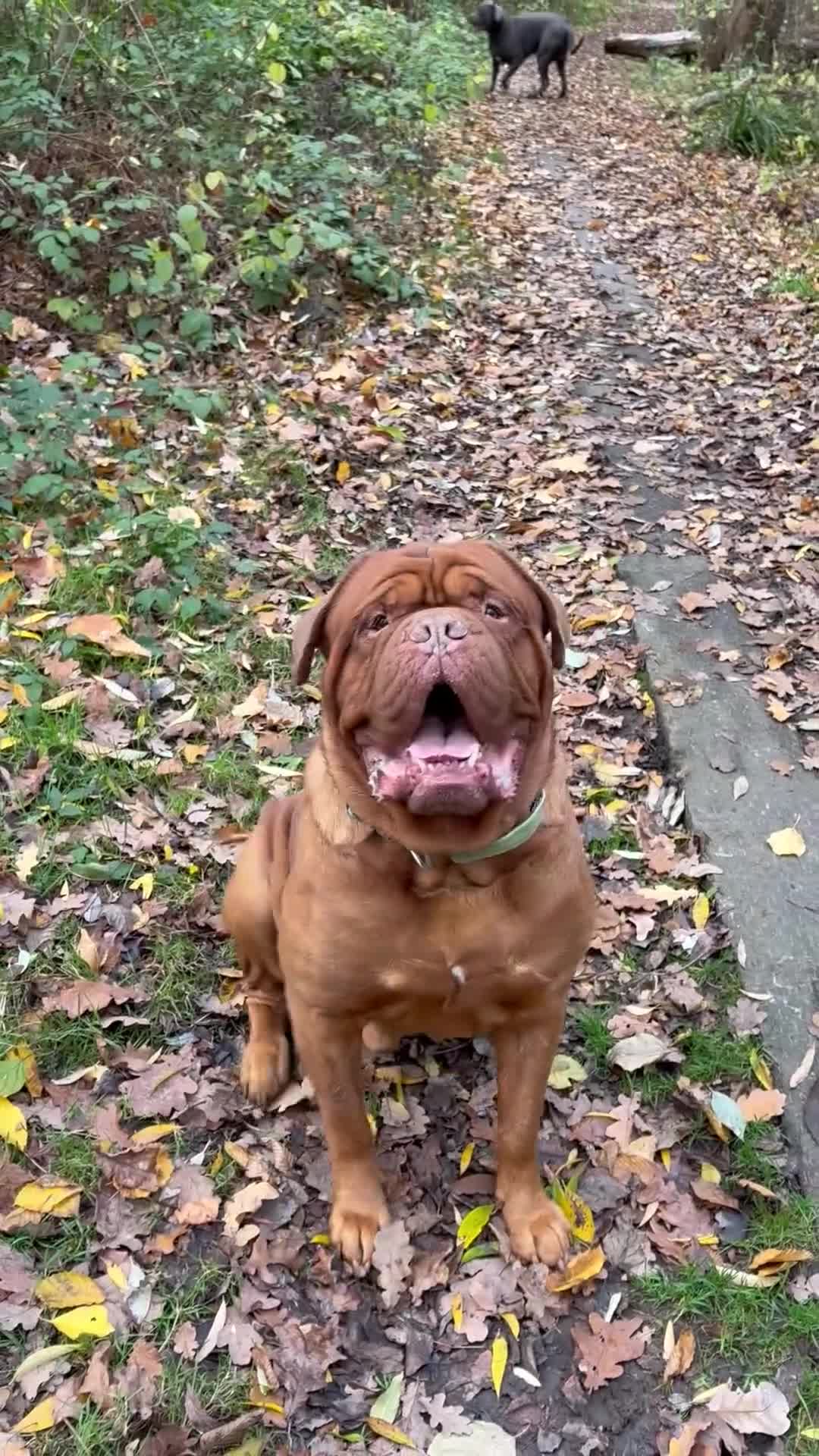 Dogue De Bordeaux dogs for sale: Stunning little of Dogue De Bordeaux puppies  - Video 1