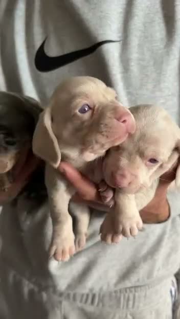 Miniature Dachshund dogs for sale: Beautiful Miniature Dachshund Puppies in Stanford-le-Hope - Video 1