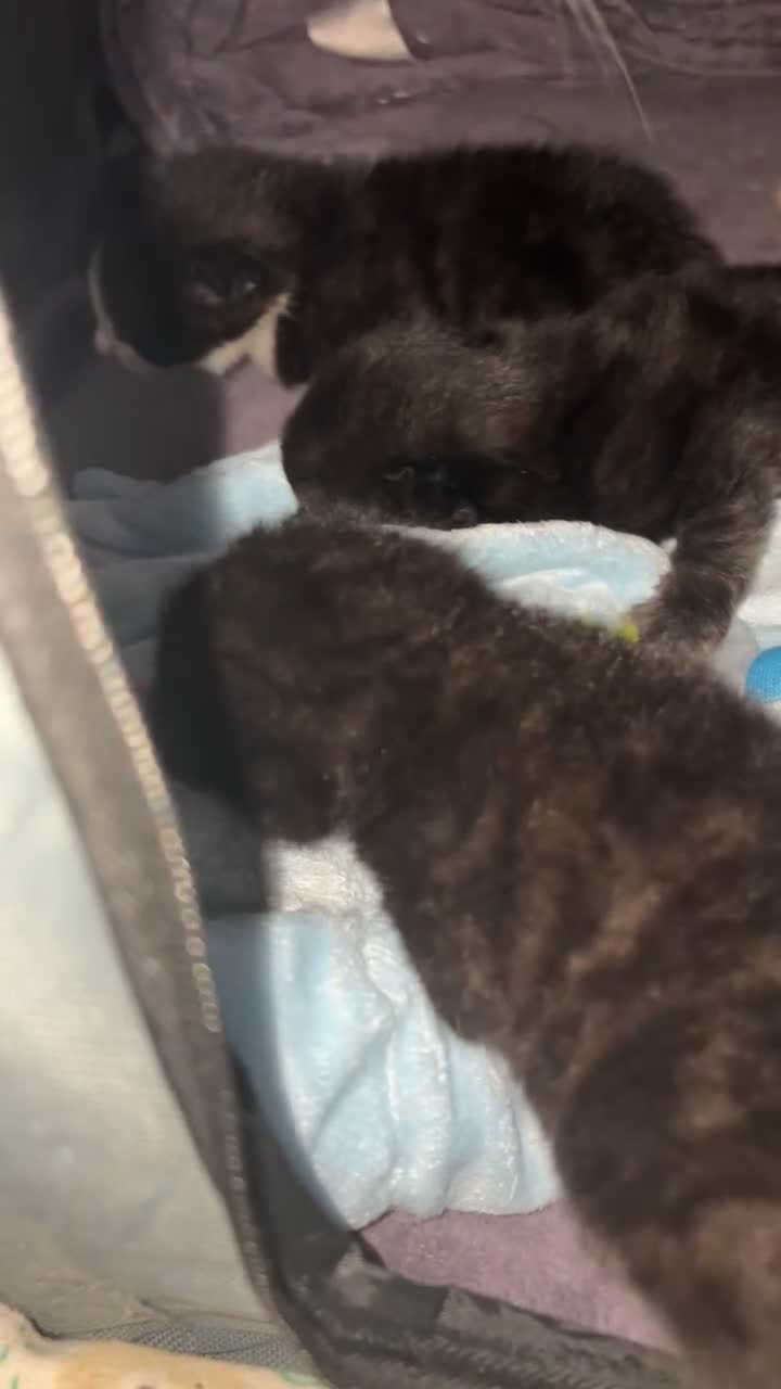 Mixed Breed cats for sale: 4 beautiful kittens  in Wallasey - Video 1