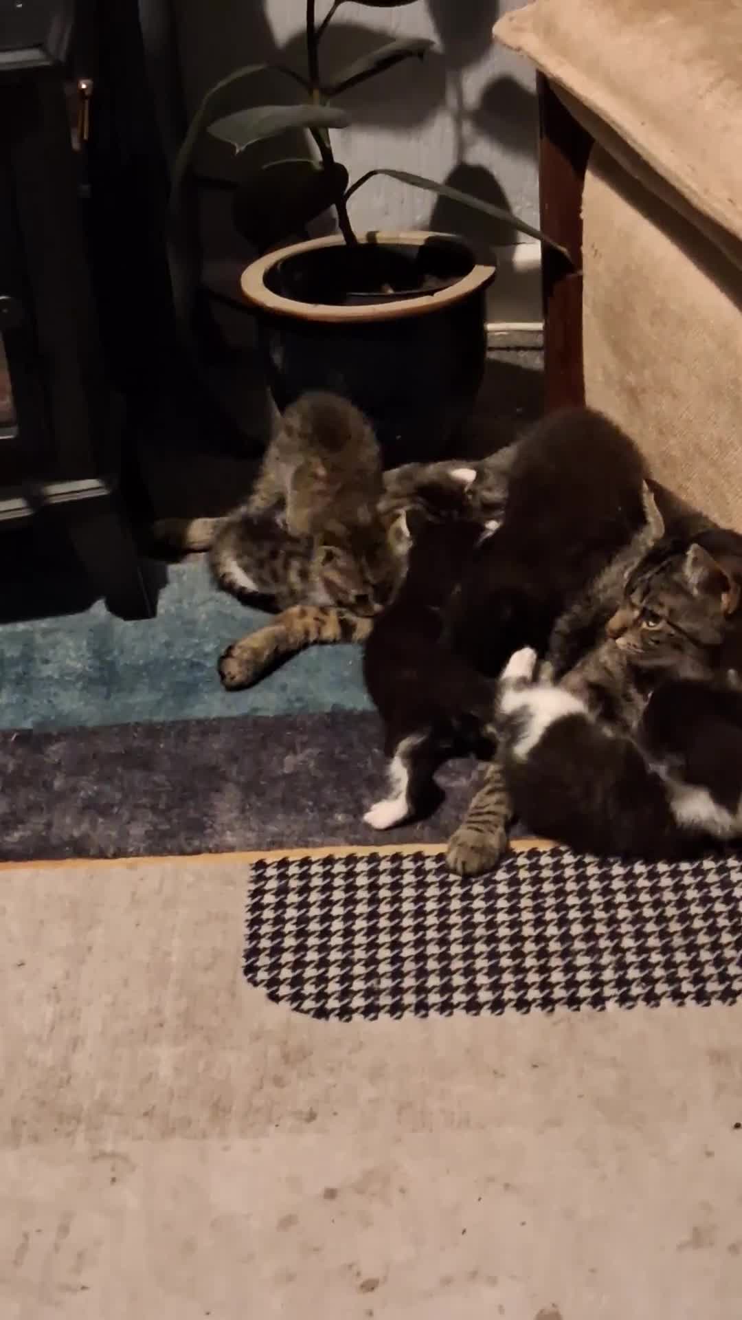 British Shorthair cats for sale: Gorgeous must have kittens  - Video 2