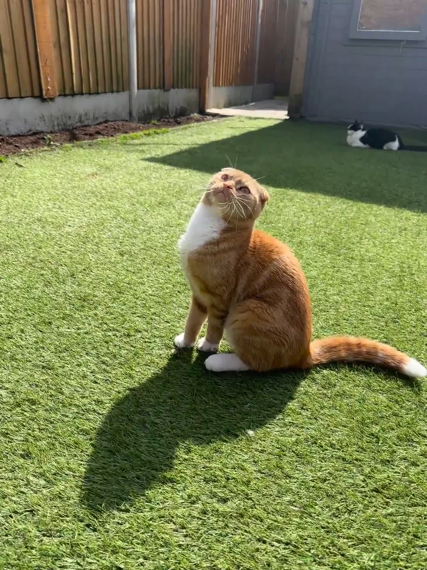 Scottish Fold cats for sale: Intact rare Golden tuxedo boy 11mths - Video 1