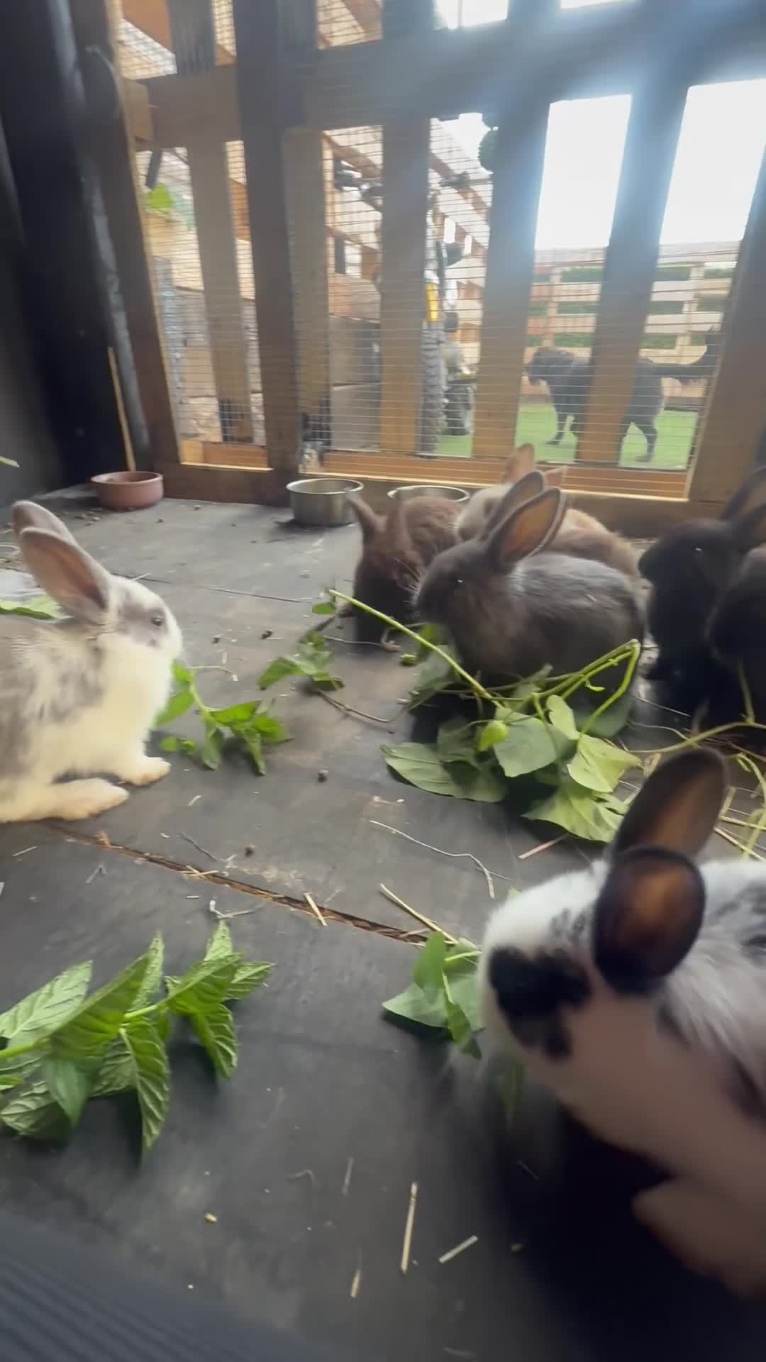 Mixed Breed rabbits for sale: 6 beautiful bunnies ✨✨ - Video 2