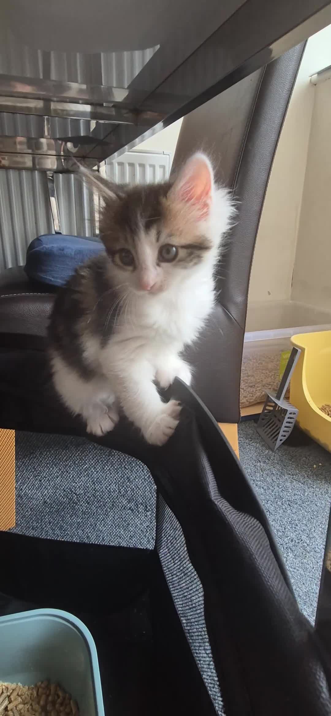 European cats for sale: Kitten for free - Video 5