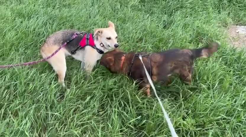 Mixed Breed dogs for adoption: ❤️Caramel❤️ 10-month-old lower-medium awesome girl - Video 3