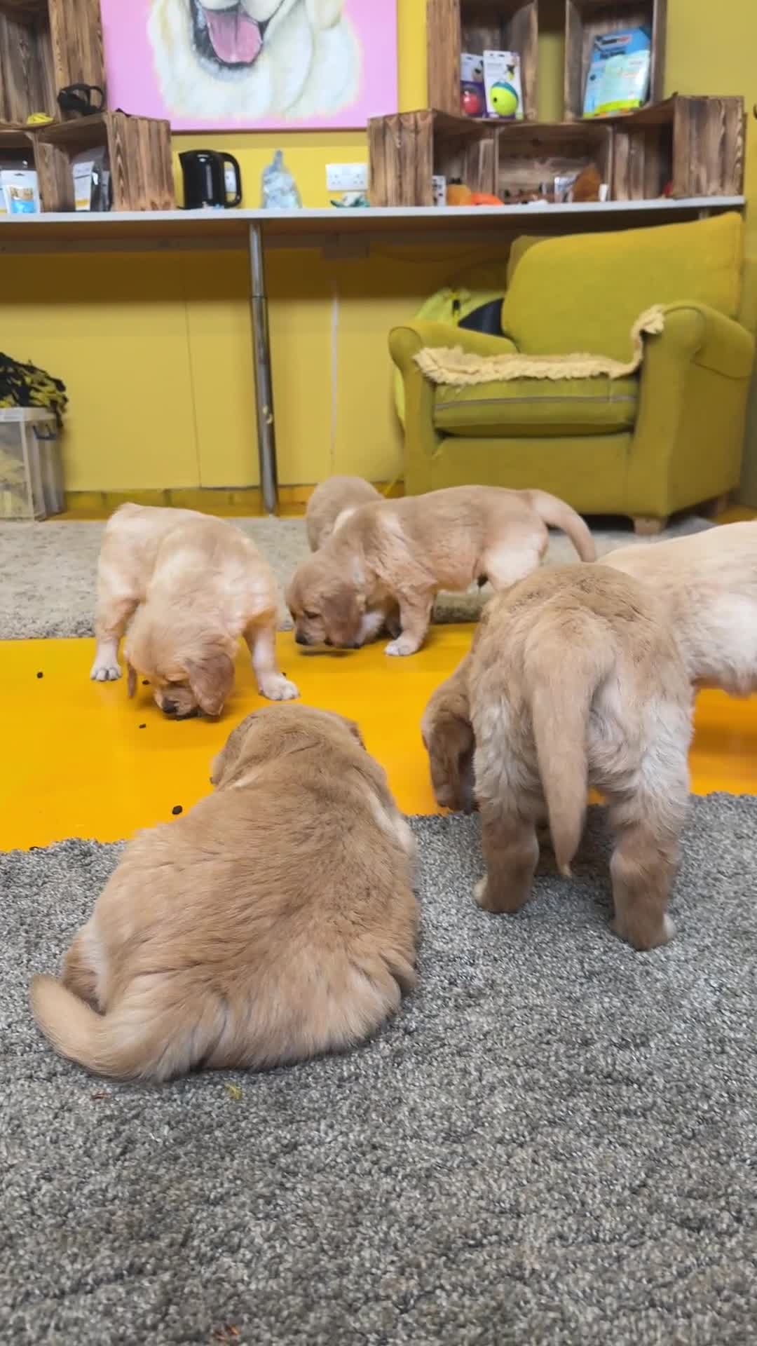 Golden Retriever dogs for sale: KC Golden Retriever Puppies ready in 10 days  - Video 1
