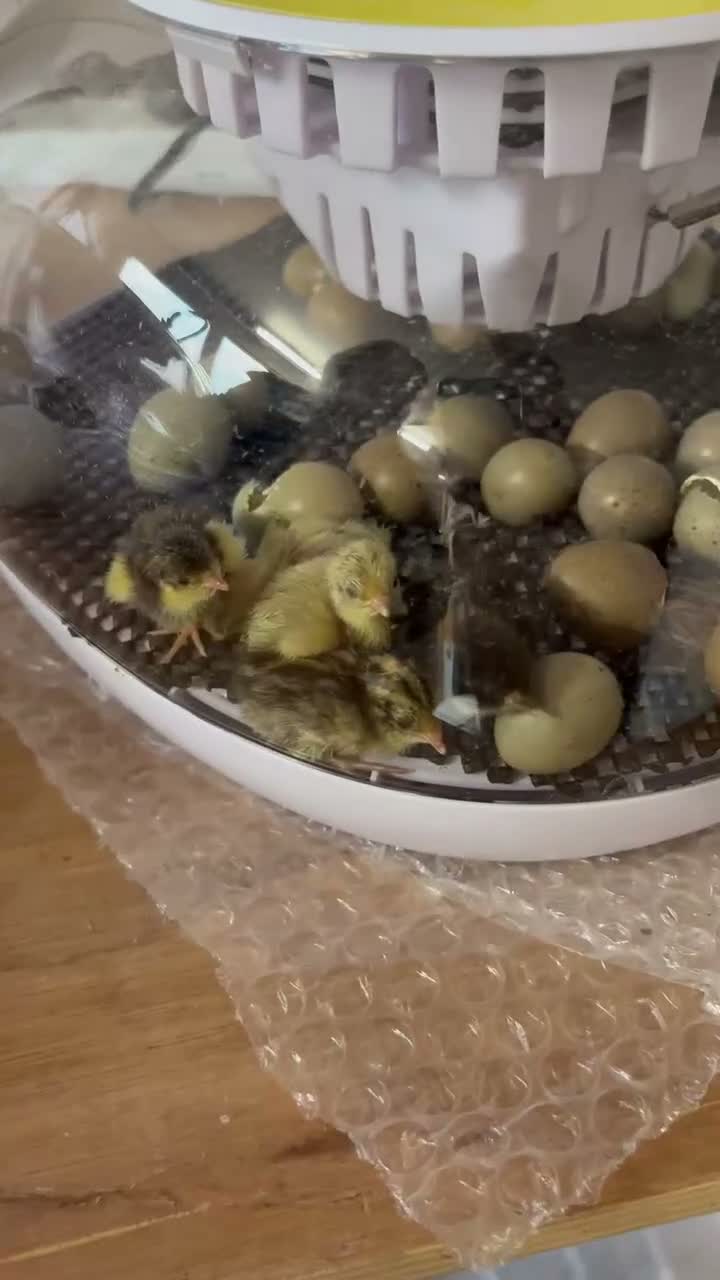 Quail poultry for sale: Chinese painted quail chicks  - Video 1
