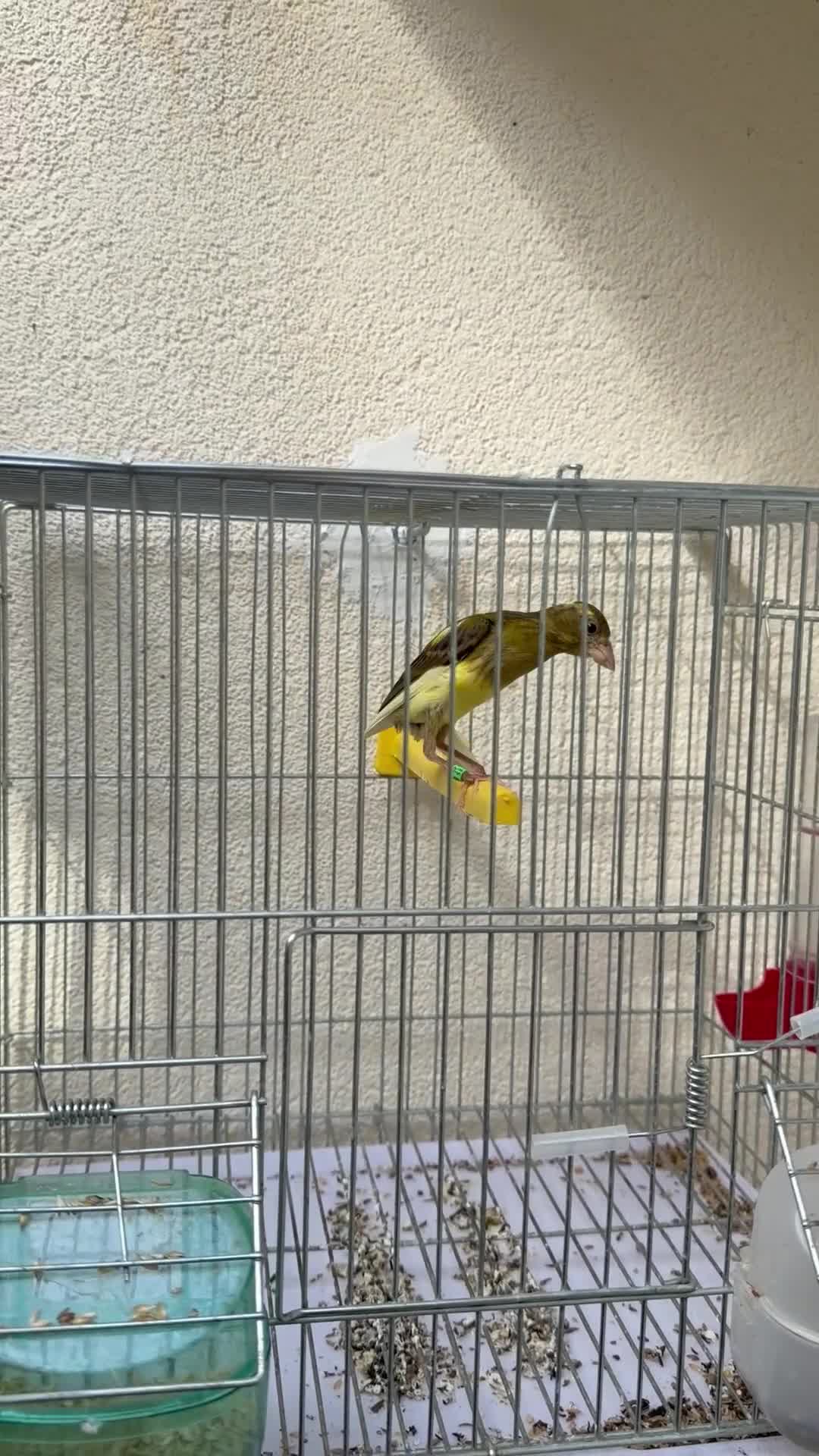 Canaries birds for sale: Canary  - Video 3